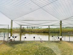 -盐城丹顶鹤湿地生态旅游区