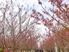 -高东镇樱花园