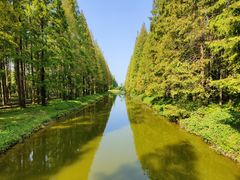 -黄海国家森林公园