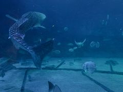 -烟台海昌鲸鲨海洋公园