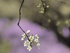 -江苏三台山国家森林公园