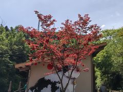 -石台牯牛降景区