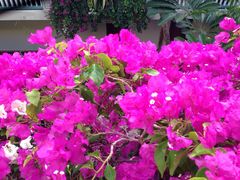 三亚凯莱仙人掌度假酒店-三亚亚龙湾凯莱仙人掌度假酒店