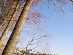 -合肥滨湖国家森林公园