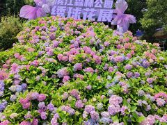 -上海滨江森林公园