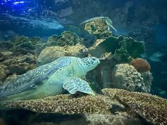 -上海海洋水族馆