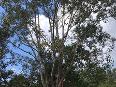 -中国科学院西双版纳热带植物园