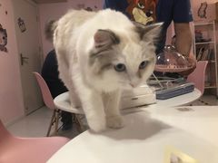 -三花喵·撸猫购宠·宠物生活馆(虹桥南丰城店)