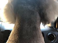 -圣宠动物医院·犬猫专科·影像中心·外科中心