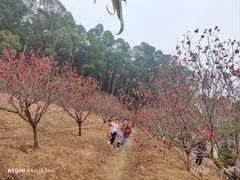 -南国桃园旅游度假区