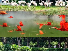 -广州长隆飞鸟乐园