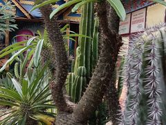 -中国科学院西双版纳热带植物园