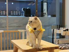 -啵啵喵·猫咖(攀华国际店)
