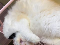 -藏猫猫咖啡主题馆(中央大道店)