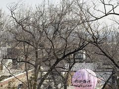 -白水寺森林公园