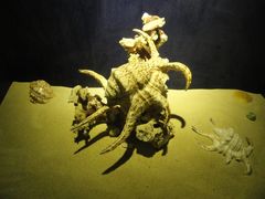 -亚龙湾中心广场·贝壳馆