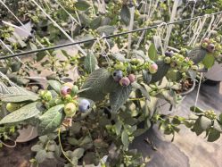 -蓝呗呗蓝莓草莓采摘园(通州区马驹桥店)