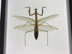 -上海昆虫博物馆