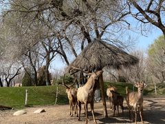 -北京野生动物园