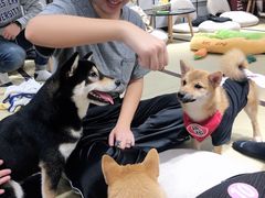 -逗柴咖啡屋·狗咖猫咖宠物桌游