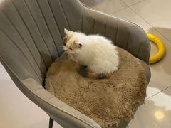 -平行世界·猫咖(首经贸店)