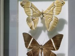 -上海昆虫博物馆