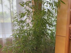 -大清花饺子(山庄店)