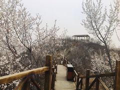 -大岭沟猕猴桃谷风景区