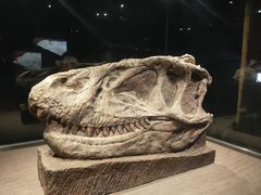 -自贡恐龙博物馆