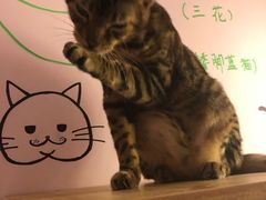 -三花喵·撸猫购宠·宠物生活馆(虹桥南丰城店)
