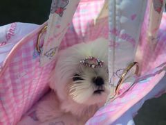 -瑞派康怡24h宠物医院·犬猫医疗中心·微创绝育(瑞景分院)