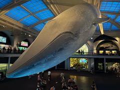 -美国自然历史博物馆