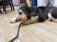 -狗不理喵子(百富路店)