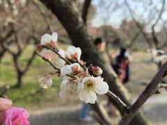 -无锡梅园公园