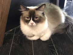 -猫色咖啡·猫咖