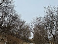 -大望京公园