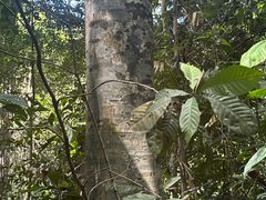 -武吉知马自然保护区