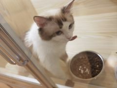 -70cat德文卷毛猫·缅因猫纯种猫舍