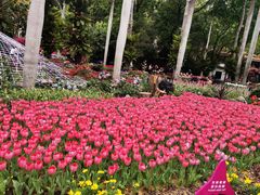 -深圳仙湖植物园