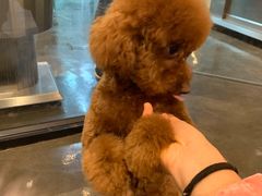 -PETKIT 小佩宠物·低压洗护·美容·寄养(安远店)