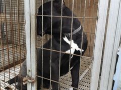 -保定市花鸟鱼虫市场