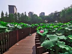 -陈家山荷花公园