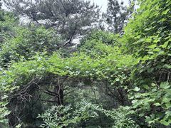 -金龙寺国家森林公园