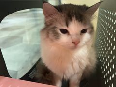 -BABIT巴比特宠物(MOMOPARK店)