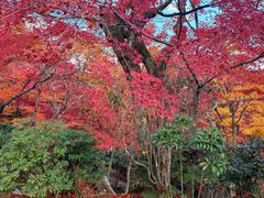 -常寂光寺
