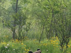 -昆山城市生态森林公园