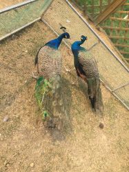 -萌宠亲子动物乐园(槐房万达店)