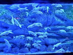 -芜湖新华联大白鲸海洋公园