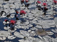 -荔湾湖公园