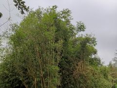 -白沙门生态公园